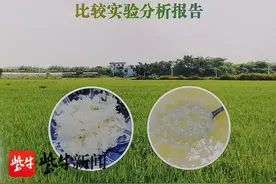 “南粳46”稻种通过江苏省农作物品种扩区审定图片
