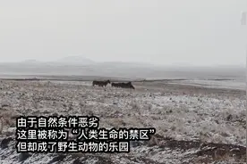 海拔4700+的西藏故事：羌塘无人区里的守护者视频封面