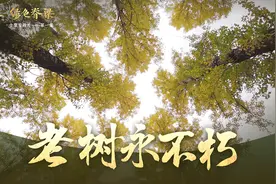 第一集：老树永不朽视频封面