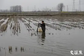 盱眙龙虾今年有点贵！想吃大个头的要等到清明节前后图片