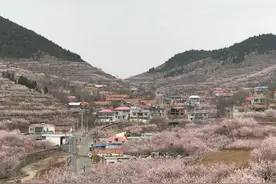 情报站｜花开似海美不胜收！泰安新泰外峪村千亩杏花漫山绽放图片