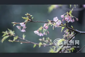 被春雷惊醒，被暴雨淋湿！杭州冷空气要来了图片