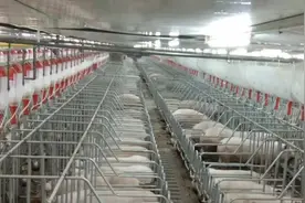 第一风口｜比起万科入局，青岛才是养猪真玩家！新希望牧原正邦扎堆来青建猪场……图片