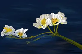 植物中的环境观测员——海菜花图片