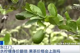 柠檬身价暴涨！供不应求！你爱喝的果茶，会涨价吗？图片