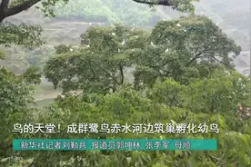 鸟的天堂！成群鹭鸟赤水河边筑巢孵化幼鸟视频封面