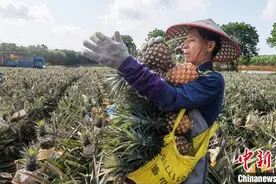 海南凤梨上市 采购商扎堆“抢货”图片