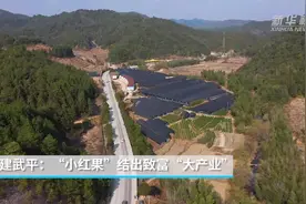 福建武平：“小红果”结出致富“大产业”视频封面