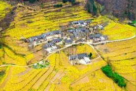 「河南醉美春色」三门峡卢氏县百万亩连翘花盛开，山川染金如梦如幻图片