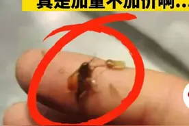 一点点被传喝出虫子！外出就餐吃到异物得10倍赔偿才上热搜图片