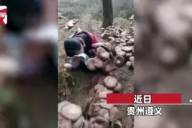 漫山遍野菌子开伞长过头，采菌工人跪地“嚎哭”！同行人员笑岔气图片