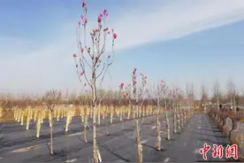 “红花玉兰”南树北移引种试验取得新进展图片