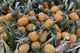 河口香水小菠萝行情看涨图片