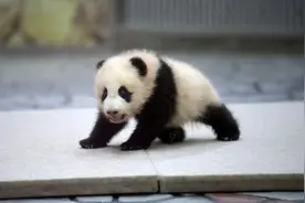 成都旅日大熊猫宝宝的名字被正式确定为“枫滨”图片