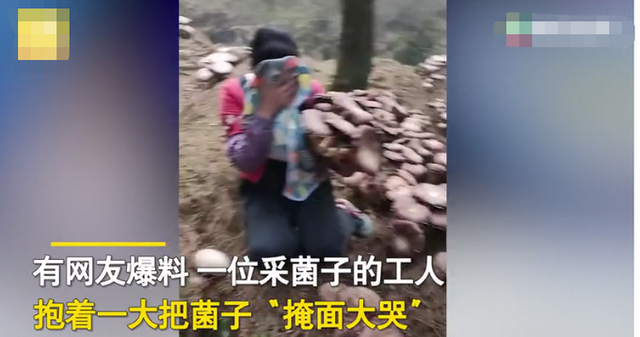 贵州采菌人上山采菌，看到树林中一幕当场跪地“嚎哭”