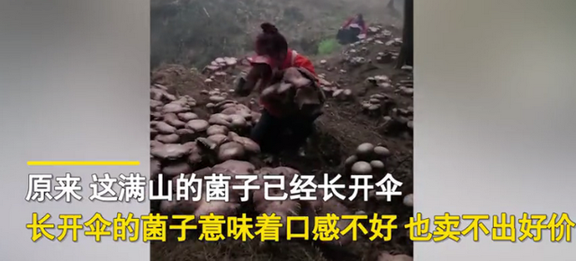 贵州采菌人上山采菌，看到树林中一幕当场跪地“嚎哭”