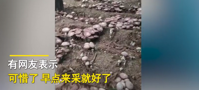 贵州采菌人上山采菌，看到树林中一幕当场跪地“嚎哭”