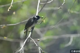 春分时节，鸡蛋更容易立起来吗？图片