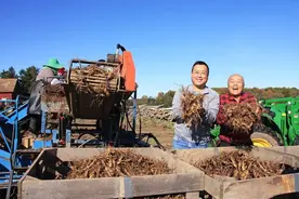 美媒：美国西洋参种植户遭贸易战打击图片