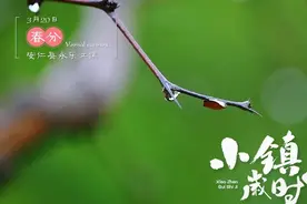 春分，来郴州安仁永乐江镇“赶分社”图片