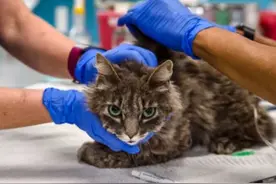 美法首次在猫狗身上发现新冠病毒变异毒株B.1.1.7图片