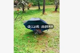 等不及了，杭州野生动物世界猴妈妈雨中产子，饲养员撑伞给它当产房图片