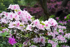 春分时节重庆春意盎然 杜鹃花满园绽放娇艳迷人图片