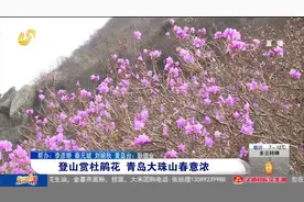 周末去哪玩？来青岛大珠山登山赏杜鹃，粉紫花海漫山遍野，太惊艳视频封面