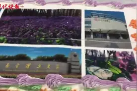 暖！南理工二月兰文化节开幕，400多名医务工作者赴约赏花图片