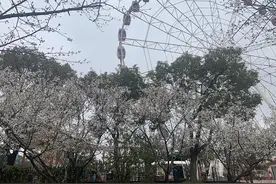 着汉服共赴花朝节！2021上海樱花节汉服游园会如期而至图片