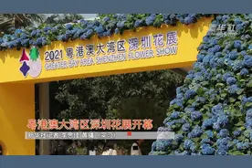 粤港澳大湾区深圳花展开幕视频封面