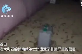 老鼠如蝗虫过境般侵袭澳大利亚，密密麻麻爬满地，恐怖一幕曝光图片