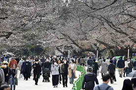 日本上野公园樱花盛开 吸引民众前来赏樱图片