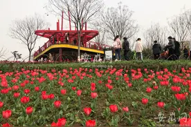 春游江淮请您来｜阳春三月好风光！合肥四季花海里赏春图片