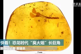 快来看！恐龙时代的“臭大姐”长着巨角视频封面