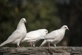 话匣君说财经：海外央行的鸵鸟政策图片