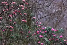 33秒｜罕见！神农架春分时节突降大雪 雪花杜鹃花同框视频封面