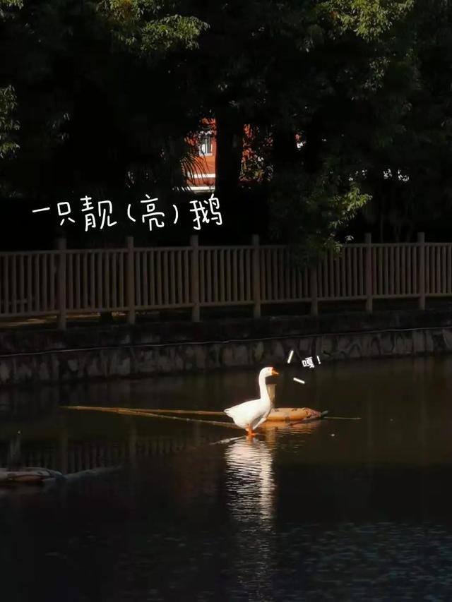 不止喵星人和汪星人！沪43所院校萌物大搜罗→