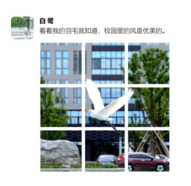 不止喵星人和汪星人！沪43所院校萌物大搜罗→