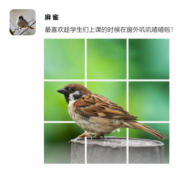 不止喵星人和汪星人！沪43所院校萌物大搜罗→