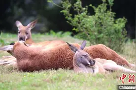 世界睡眠日：动物呆萌睡姿图片