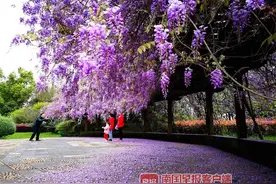 枝蔓蜿蜒，迎风摇曳，桂林紫藤花浪漫迎客图片