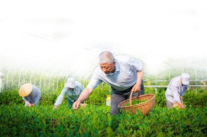 茶叶消费将迎黄金期