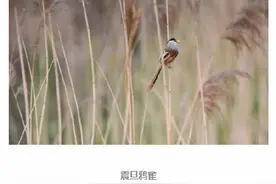 连云港发现鸟中大熊猫“震旦鸦雀”图片