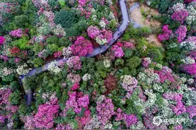 贵州毕节杜鹃花迎来最佳观赏期 姹紫嫣红美景“刷屏”图片