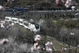 开往春天的列车 北京居庸关长城下S2线山桃花盛开图片