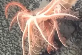 满满童年的回忆！上海交大女博士为新物种起名“派大星”视频封面