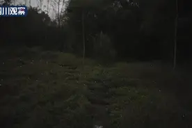 乐山嘉州绿心公园花海里数万只萤火虫与你有约图片