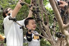 “土豪果”嘉宝果熟了，现在这价格你还会死心吗？图片