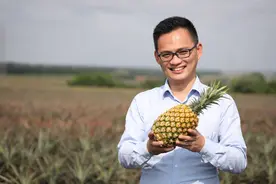 “菠萝的海”IP背后！80后“菠萝哥”让徐闻菠萝走向世界图片